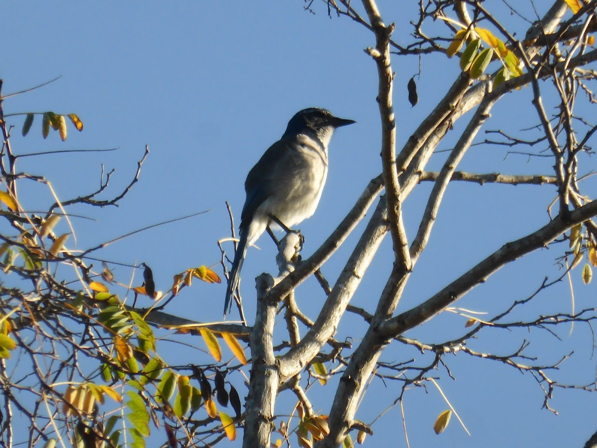 California Scrub-Jay