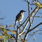 California Scrub-Jay