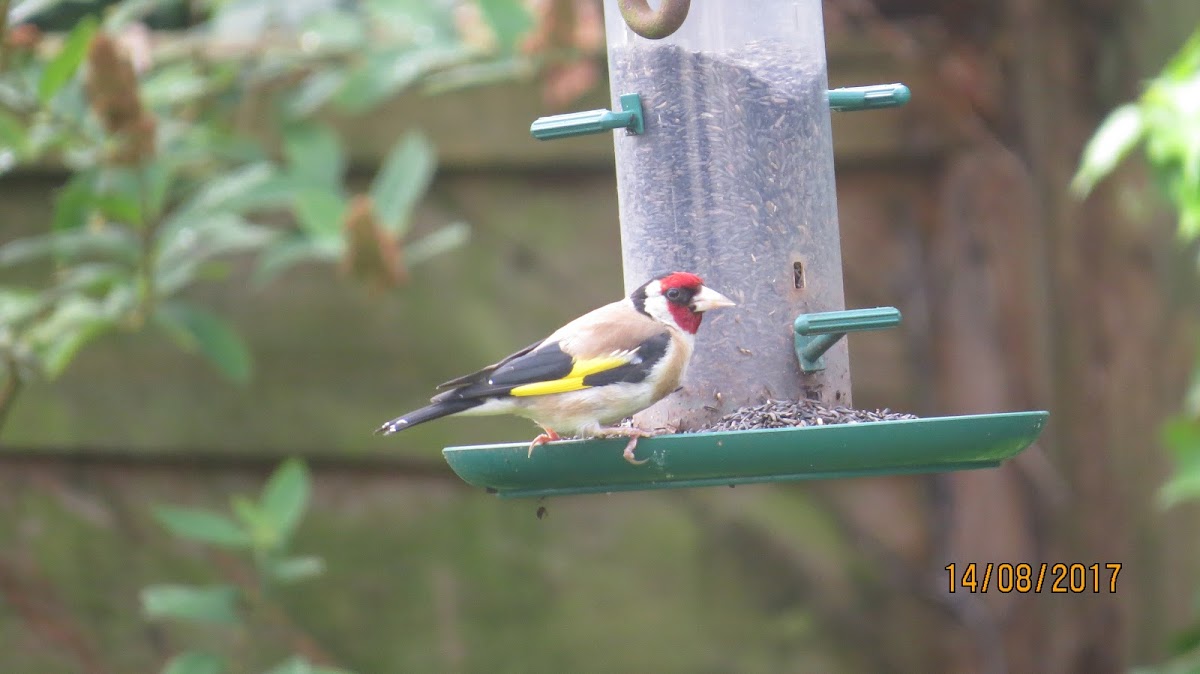 Goldfinch