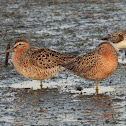 Short-billed dowitcher