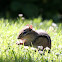 Eastern Chipmunk