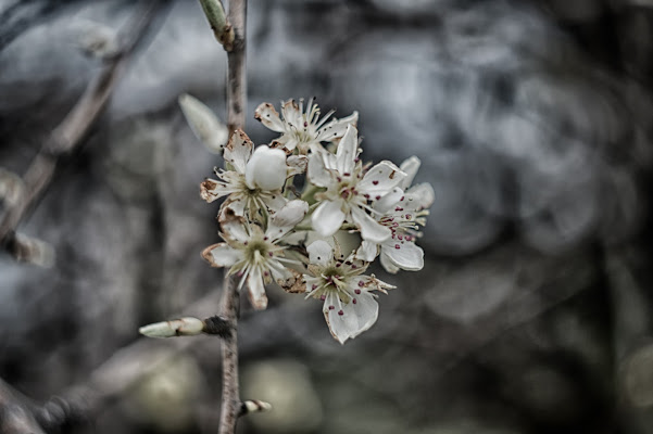 Primavera...in Helios di 2015 Marco Cristiano