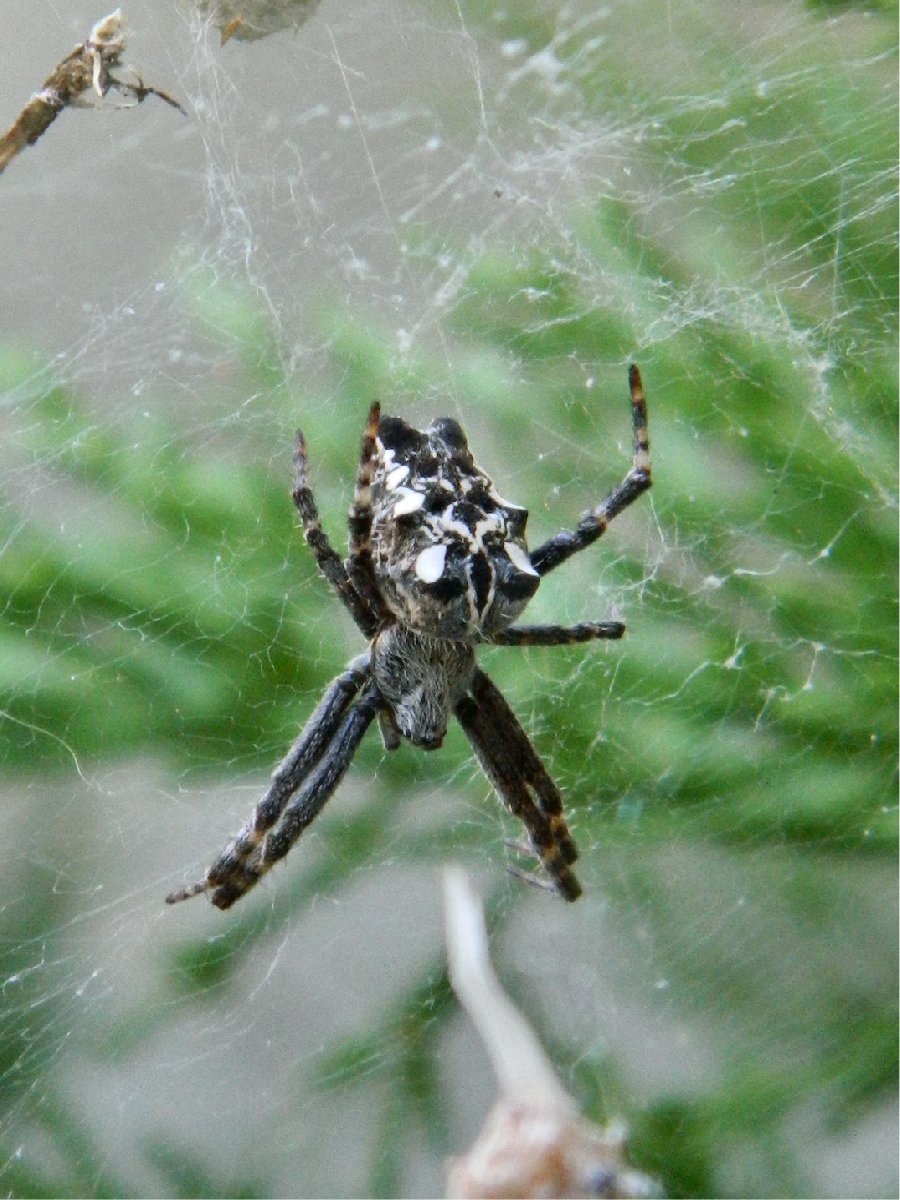 Tropical Tent-Web Spider