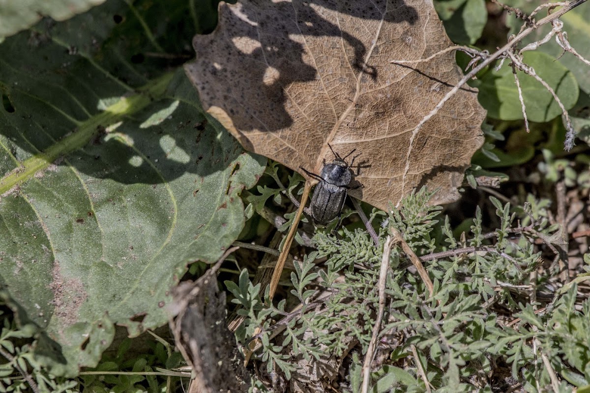 Garden Carrion Beetle