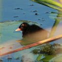 Common Gallinule (chick)