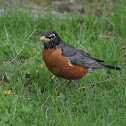 American Robin