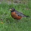 American Robin