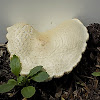 death cap mushroom