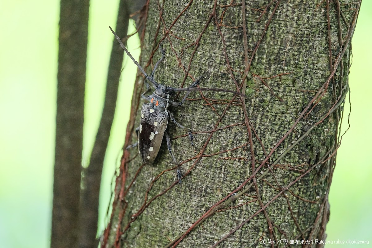 Batocera rubus 無花果天牛