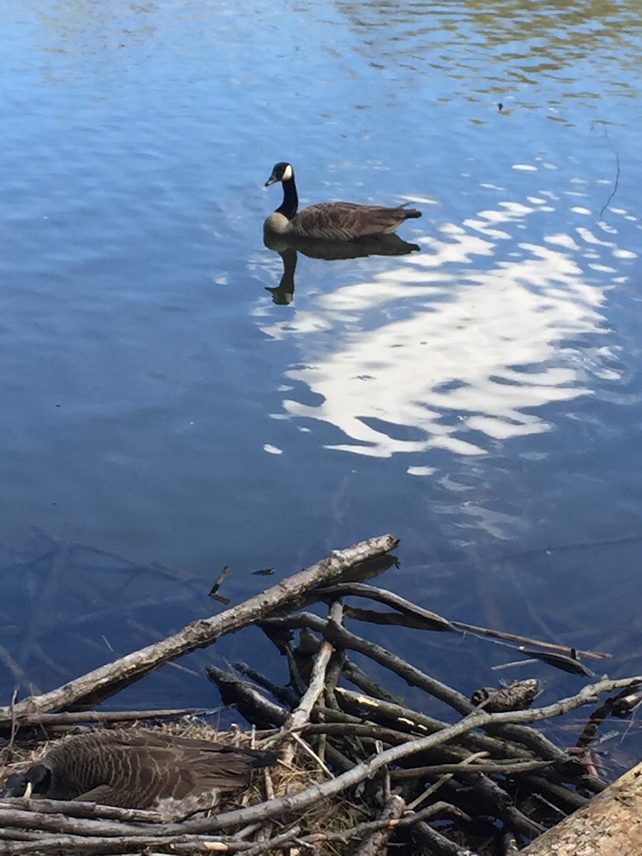 Canada Goose