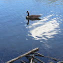 Canada Goose