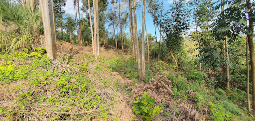 Terreno, 2000 m² - Foto 8