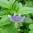 Fringed spiderflower (Seru walai)