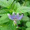 Fringed spiderflower (Seru walai)