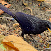 blue whistling thrush