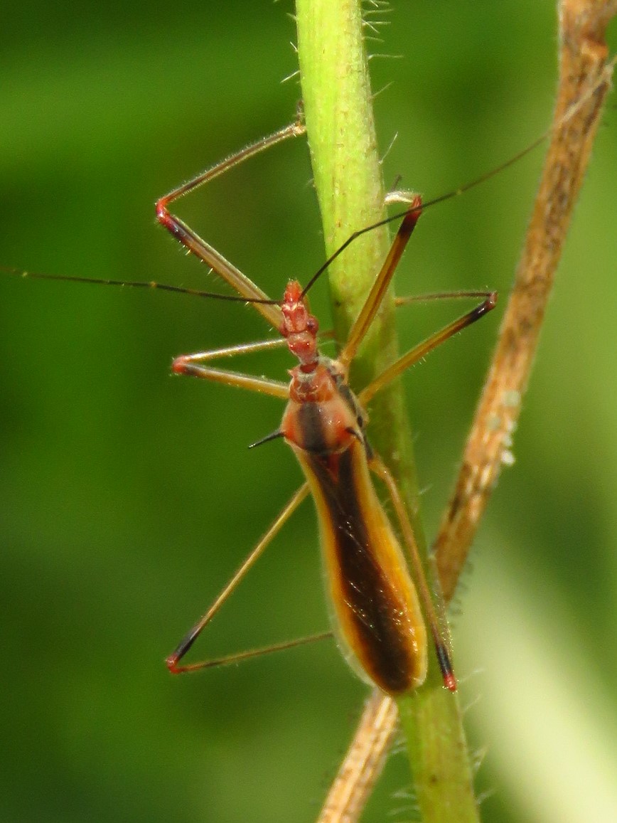 assasin bug