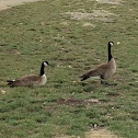 Canada geese