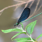 白痣珈蟌 (Formosan Jewelwing)