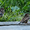 House Sparrow; Gorrión Común