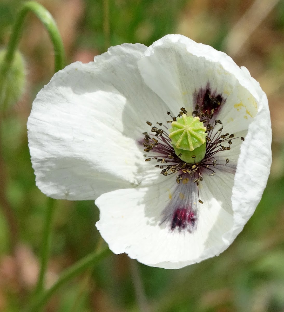 Long-headed Poppy