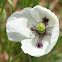 Long-headed Poppy