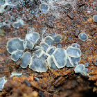 Mollisia Disco Fungus