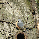 Nuthatch