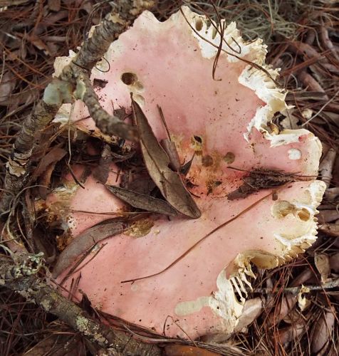 unknown toadstool