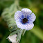 Blue Hound's Tongue (Κυνόγλωσσο το κρητικό )