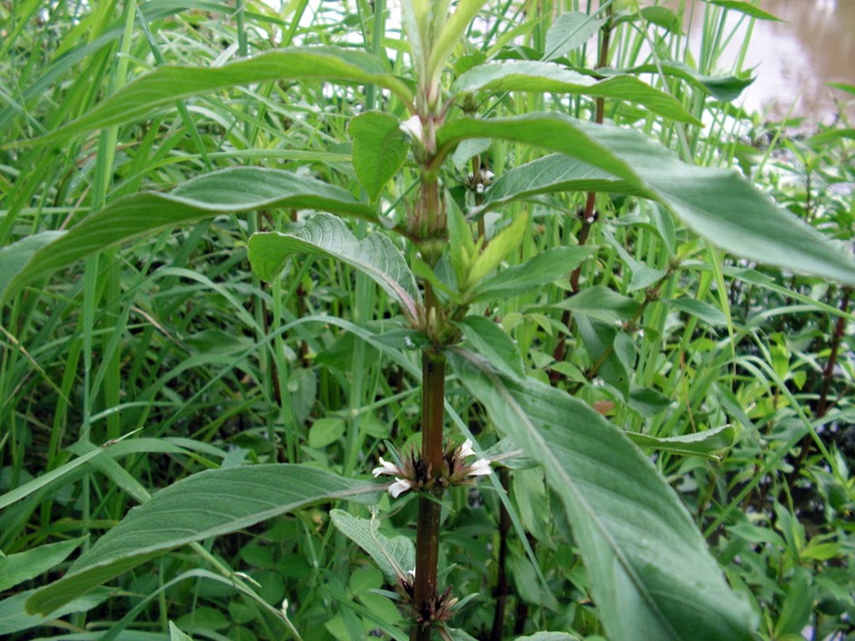 Гигрофила ребристая (Hygrophila costata)