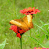 Brush footed butterfly