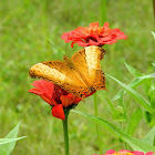 Brush footed butterfly