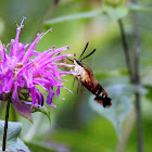 Hummingbird Clearwing Moth