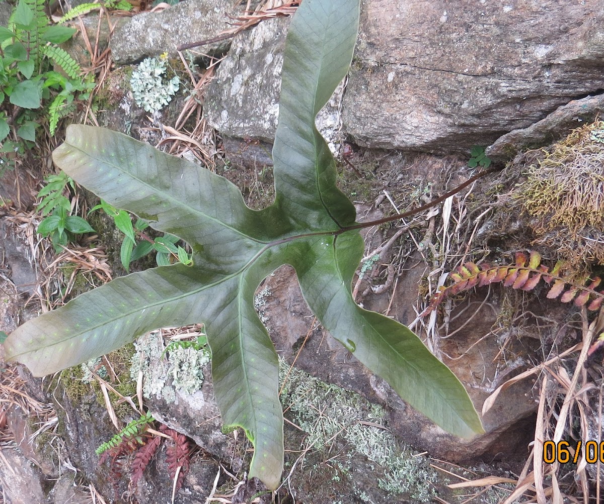 Plant