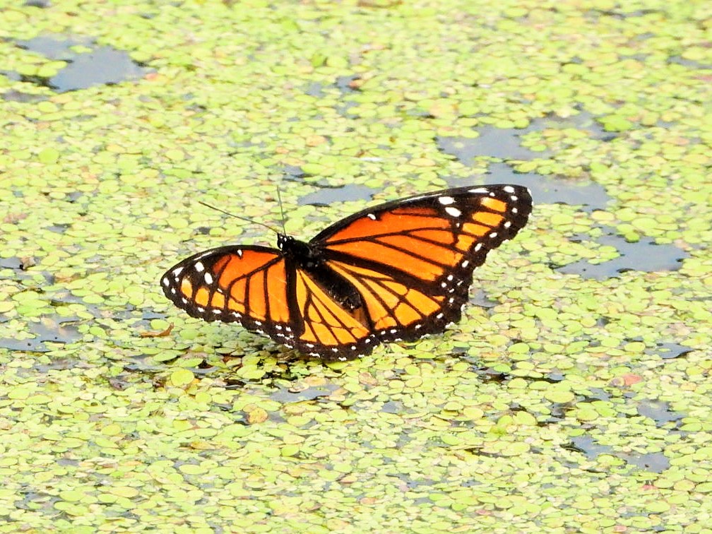 Viceroy (butterfly)