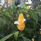 Golden Shrimp Plant / Lollipop Plant