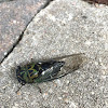 Cicada