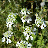 Mediterranean hartwort (Καυκαλήθρα)