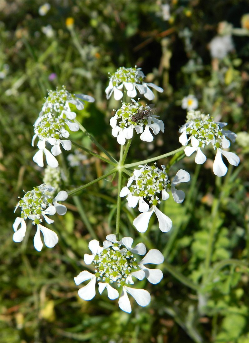 Mediterranean hartwort (Καυκαλήθρα)