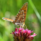 Heath Fritillary