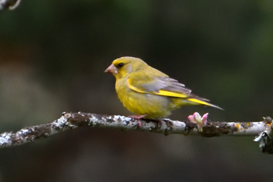 European Greenfinch; Verderón común