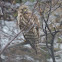 Red-shouldered Hawk     juvenile