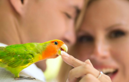 Bird Food and Parrot Food Experts Preview image 0