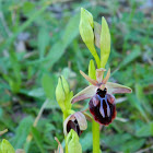 Ophrys mammosa