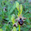 Ophrys mammosa