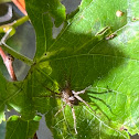 Wolf Spider