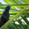 Encontro (Variable Oriole)