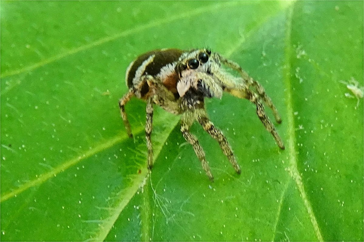 Zebra spider