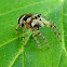 Zebra spider