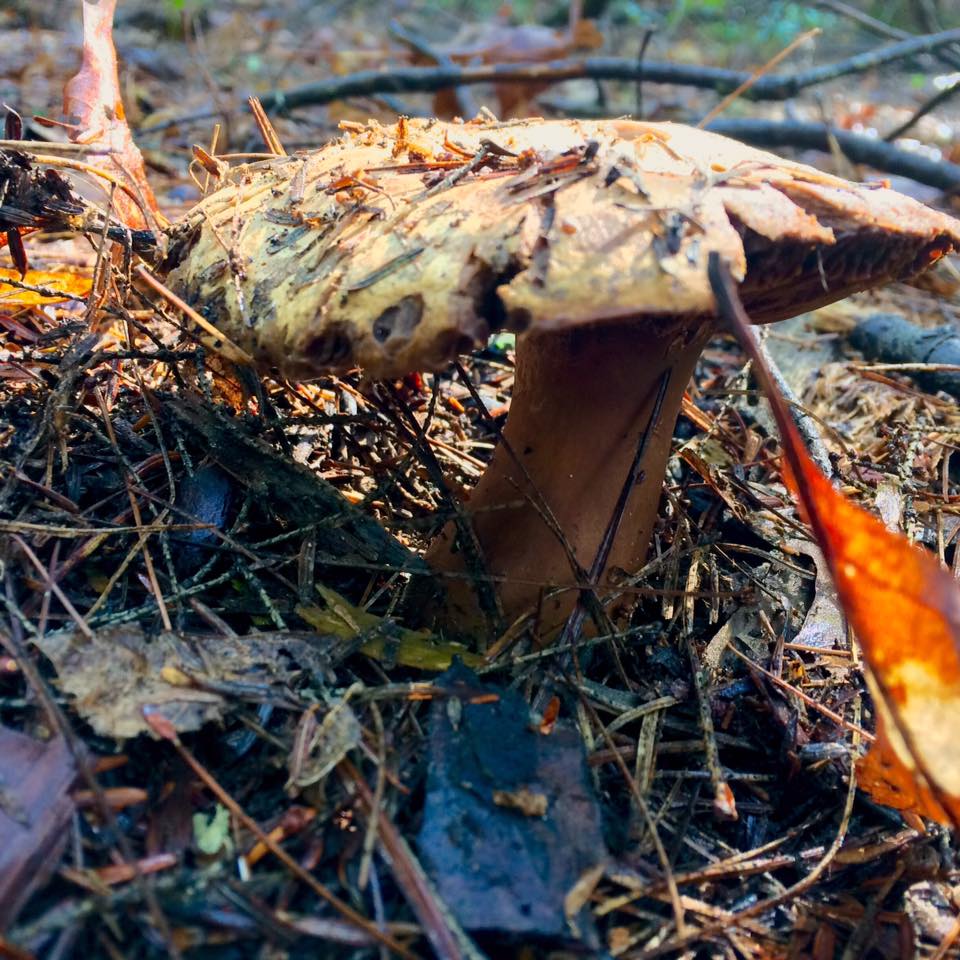 unknown gilled shroom